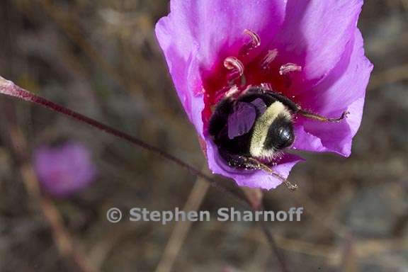 clarkia rubicunda 4 graphic